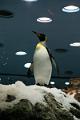 Pinguin - Co08
